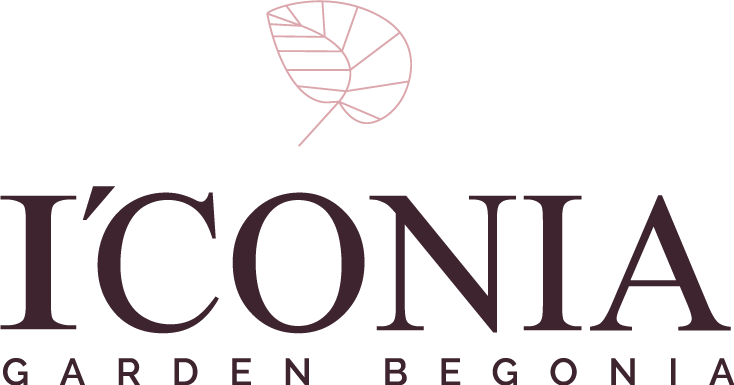 I'CONIA Garden Begonia